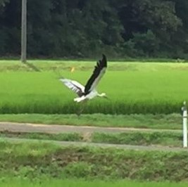 自然再生のシンボル